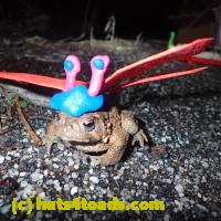 /home//u458753944/public_html/sourcegallery//Roxborough Toad Detour/2013-2019/2018/2018-02-21/P2210054.JPG